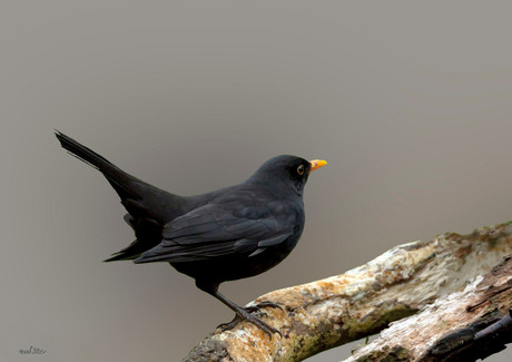 Blackbird