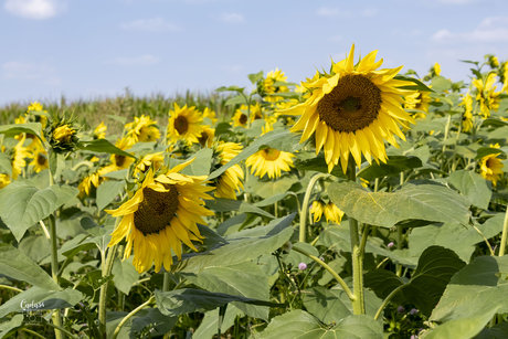 Zonnebloemen