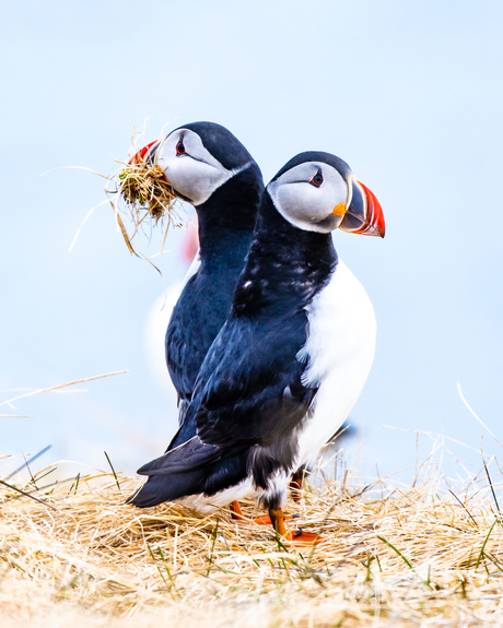 Papegaaiduikers in de Westfjorden
