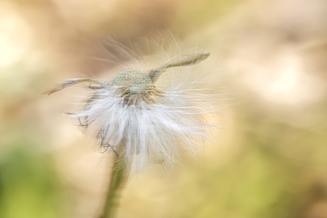 Blowing in the wind