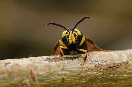 Hoornaarvlinder (2)