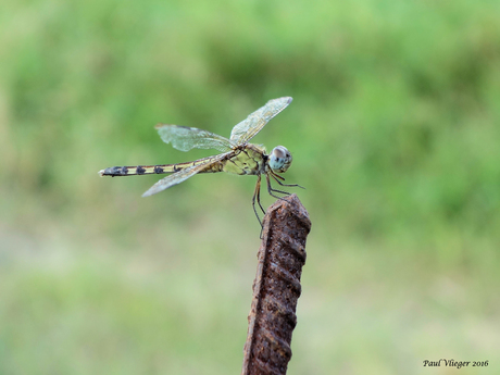 Libelle