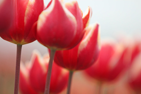 tulpen