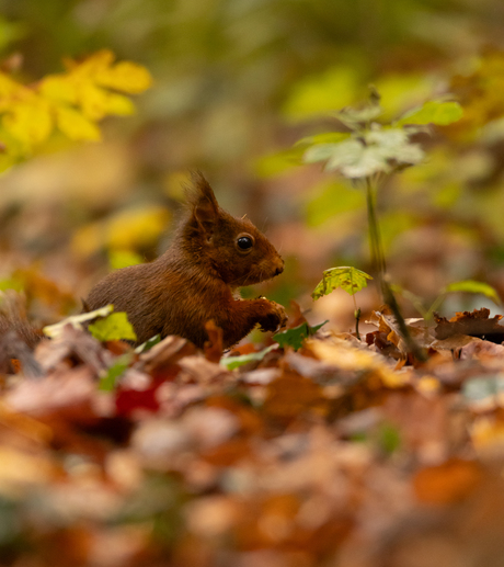 Eekhoorn in herfstkleuren