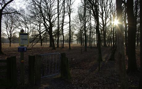 Door de bomen het bos niet meer zien