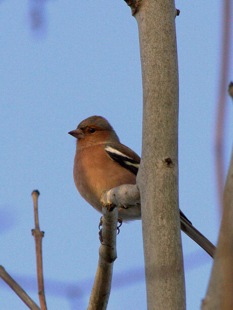 vink