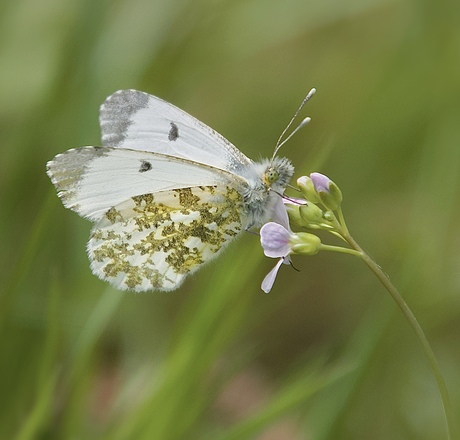 Vrouwelijk oranjetipje