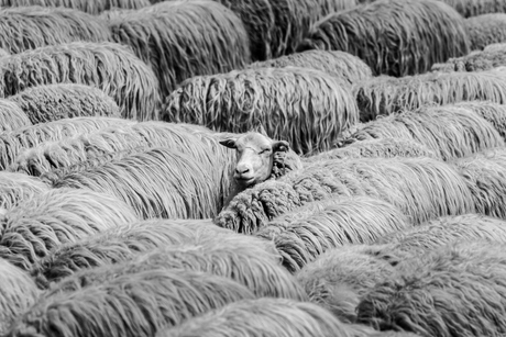 Eén schaap?