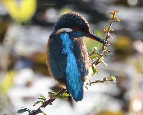 Close-up van een ijsvogel