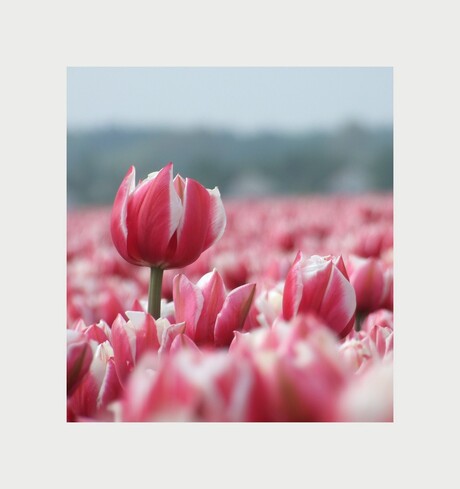 Tulp