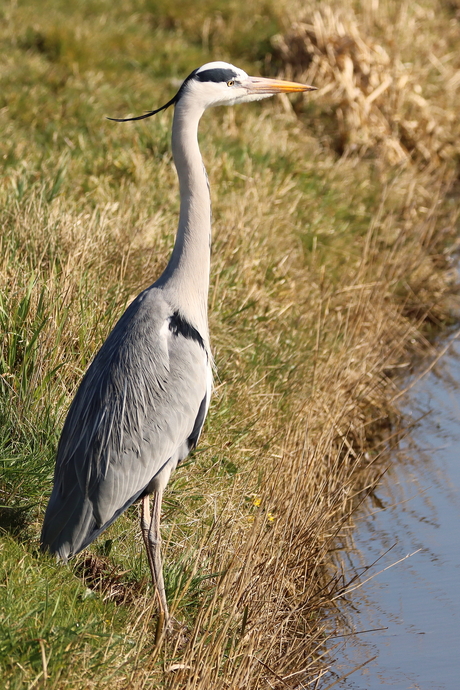 reiger