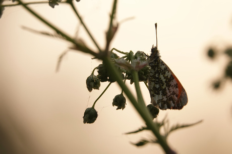 Oranjetipje in het fluitenkruid