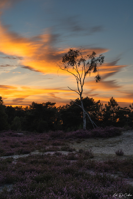 Kalmthoutse heide