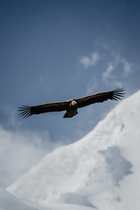 Vulture flight