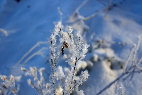 Sneeuwkristal