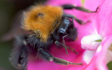 Aardhommel op Vlijtig Liesje