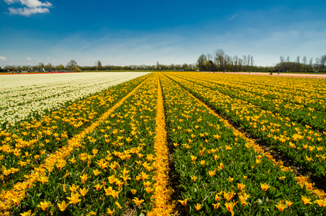 Bollenvelden Noordwijkerhout/Voorhout