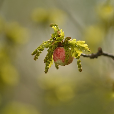 Voorjaar... eikenboom