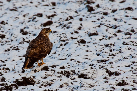 roofvogel moet het met een grassprietje doen