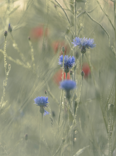 korenbloem