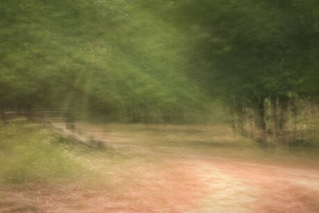Wandelen in het bos