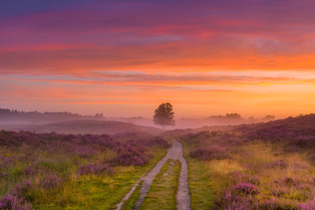 Gasterse duinen 11-8-2024