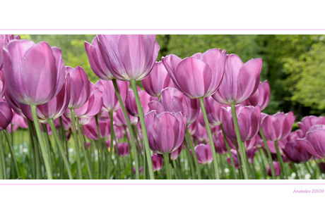 Tulpen keukenhof