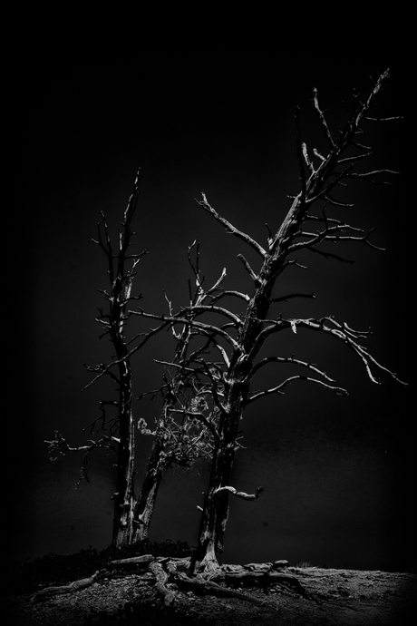 spooky tree