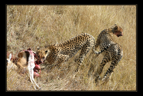 Lunch @ Serengeti