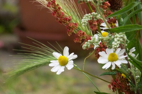 veldbloemen