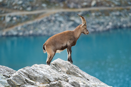 Gems bij een bergmeer