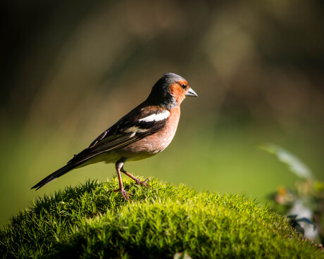Vink