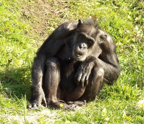 Oudere chimpansee