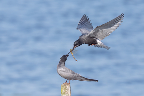 Voerende zwarte sterns
