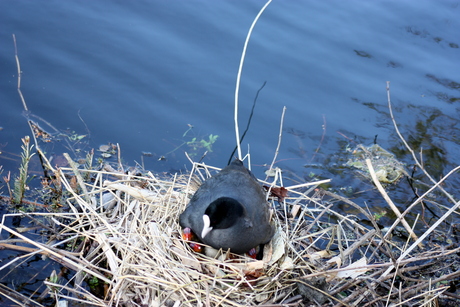 waterkip aan het broeden