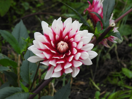 Dahlia 