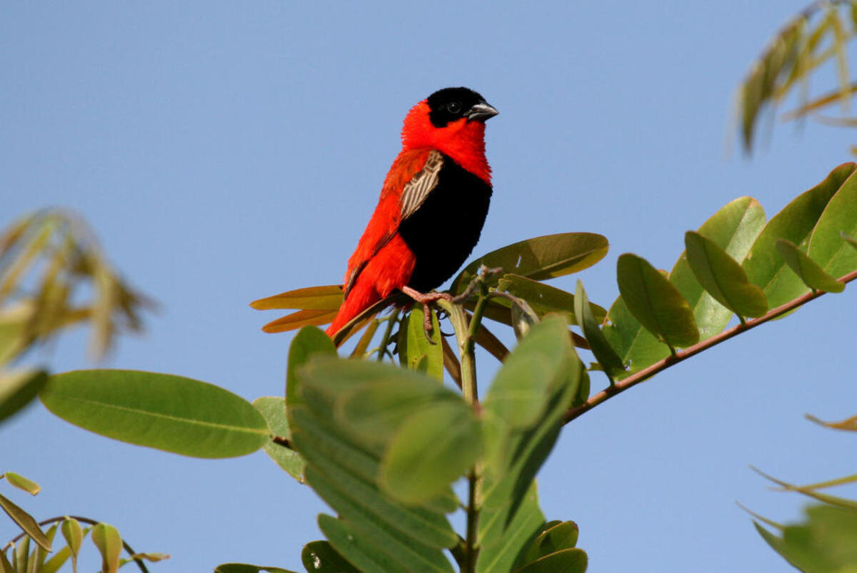 pic Rood Vogeltje Nederland rode vogel wast afrika foto van