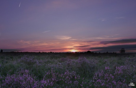 Ginkelseheide