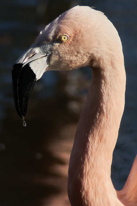 Verkoude Flamingo