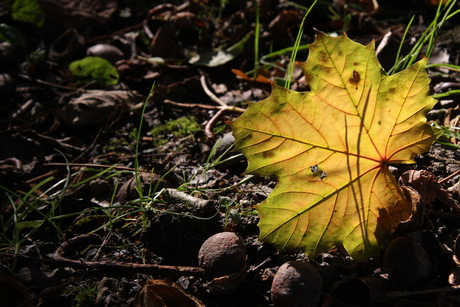 Herfst