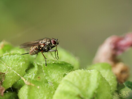 Coenosia tigrina