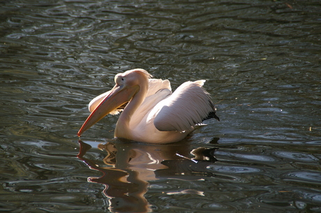 In de zon