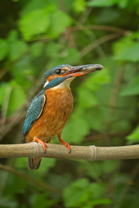 Moeder ijsvogel
