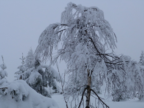 Tsjechië 2013