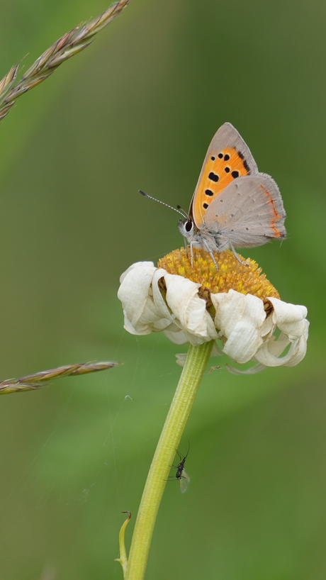 Kleine vuurvlinder 