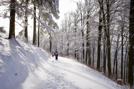 Wandelen in winter wonderland