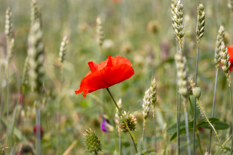 Bloemenveld