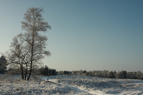 De eerste sneeuw