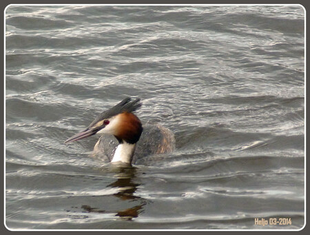 Fuut - Zoals alle leden van deze familie is de fuut een typische watervogel van plassen en meren. Zijn donkere oorpluimen geven hem een karakteristiek uiter - foto door heljo op 07-03-2014 - deze foto bevat: vis, fuut, onder water zwemmen