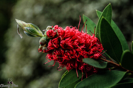 botanische tuin